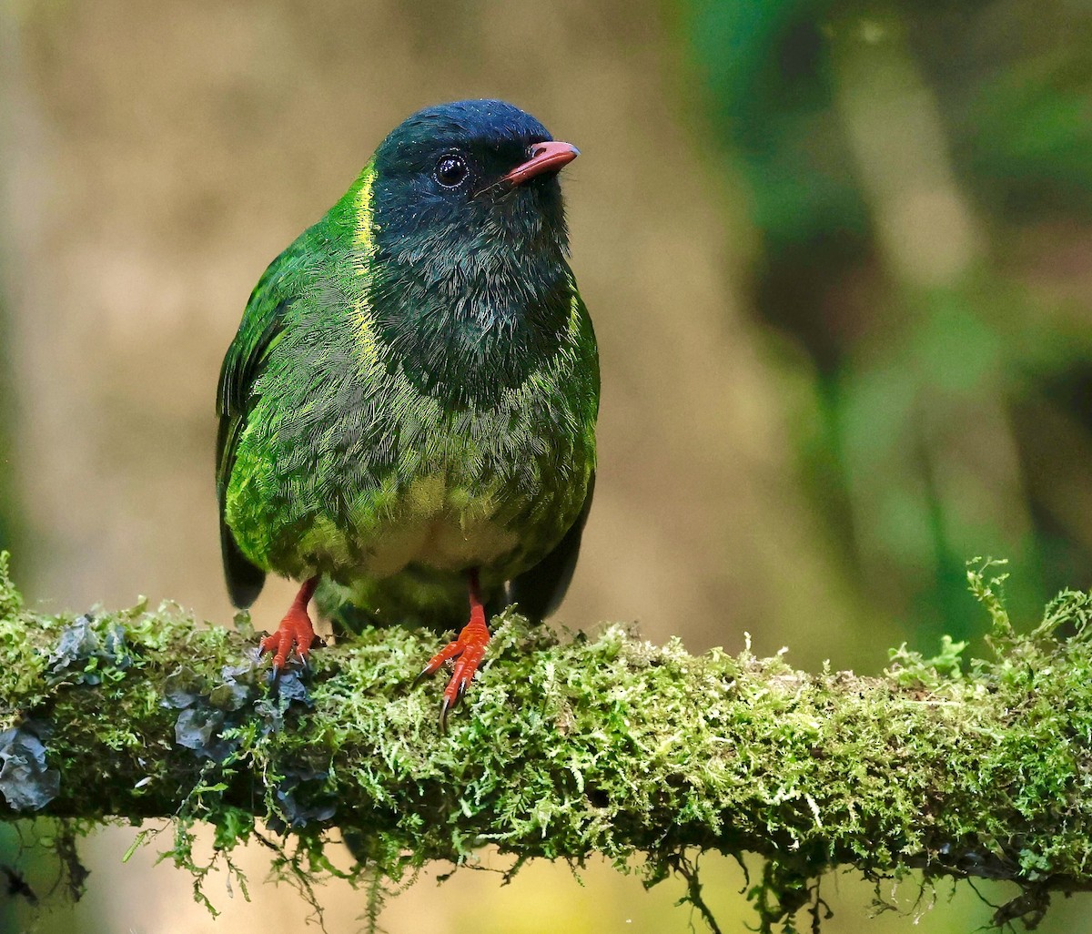 Green-and-black Fruiteater (Green-and-black) - ML622673318