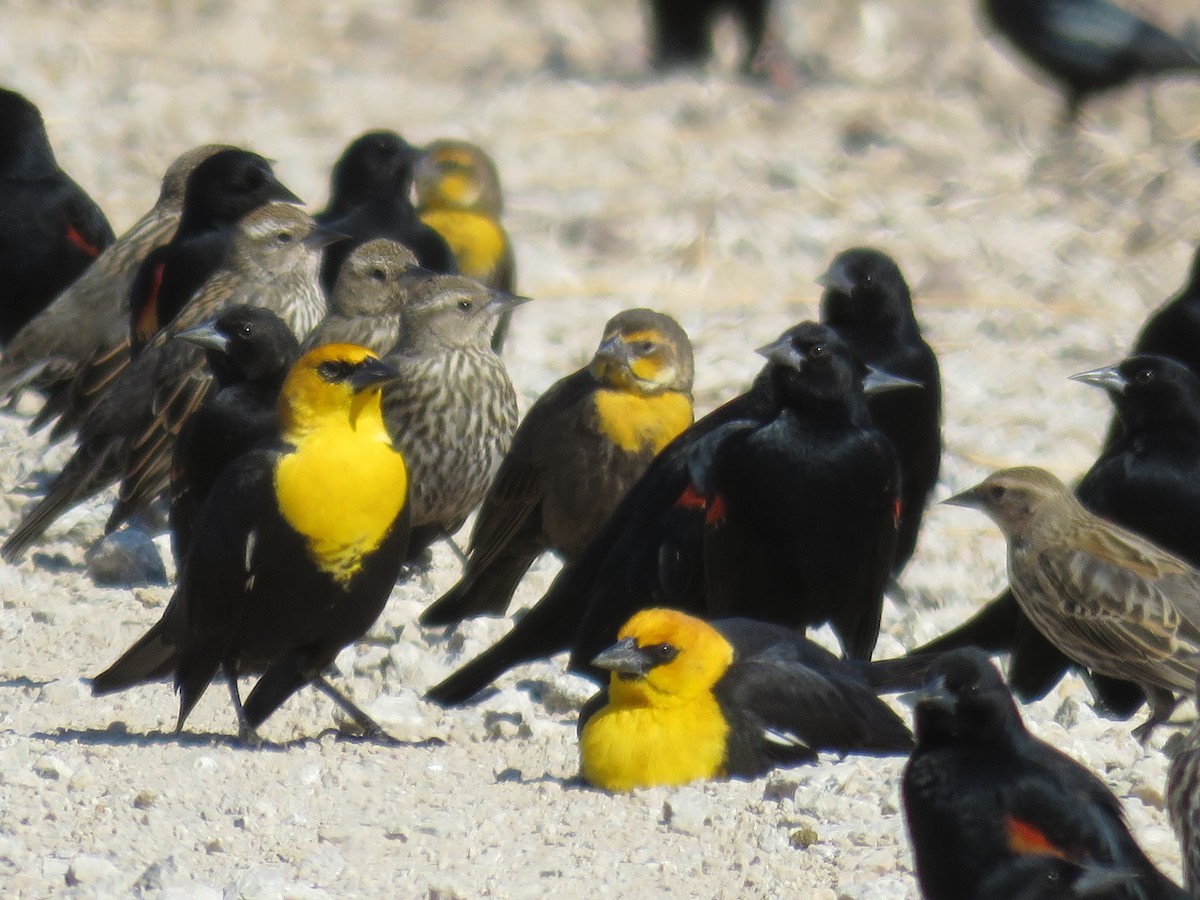 Yellow-headed Blackbird - ML622673328