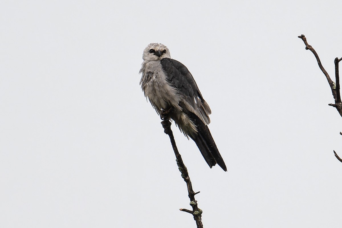 Mississippi Kite - Don Danko