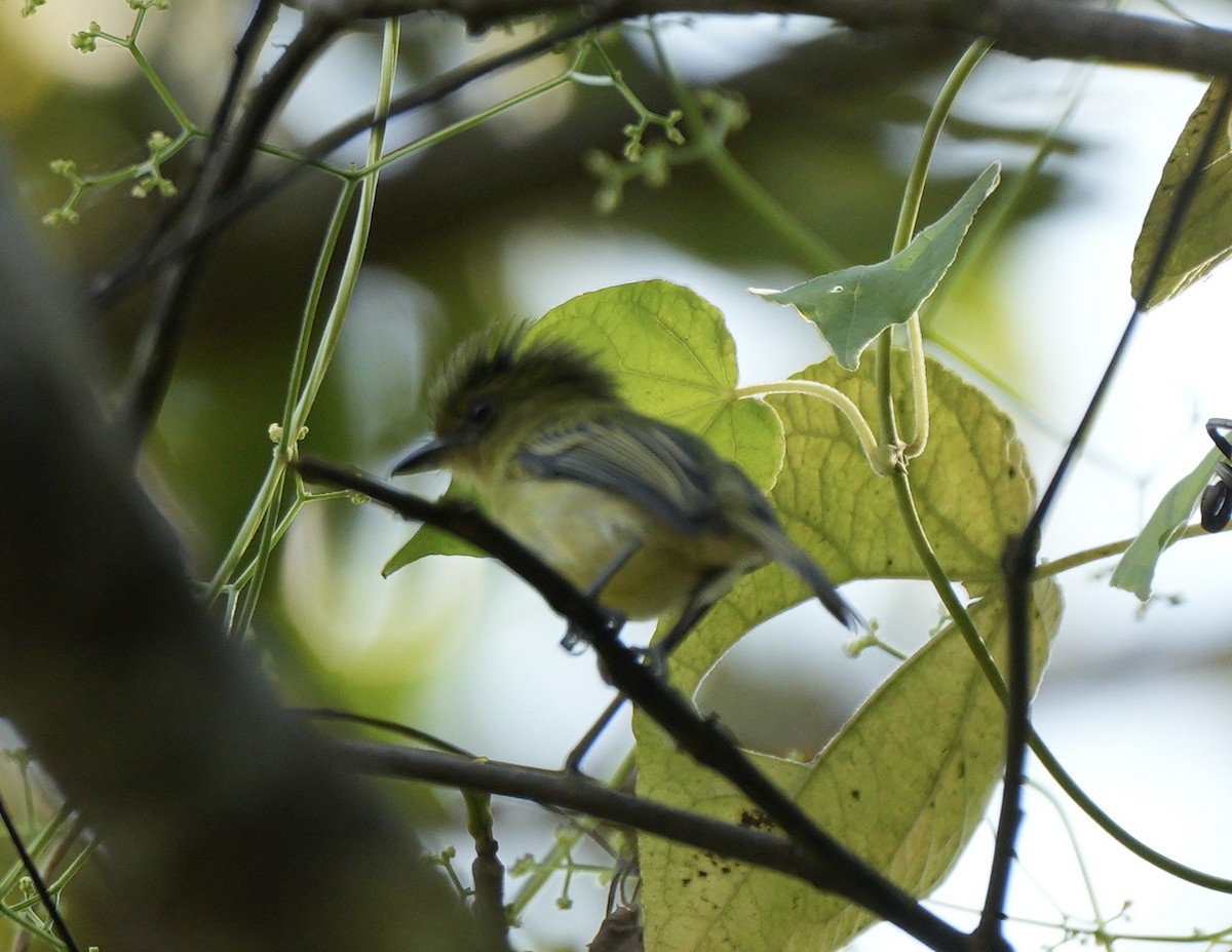 Green-backed Becard - ML622673359