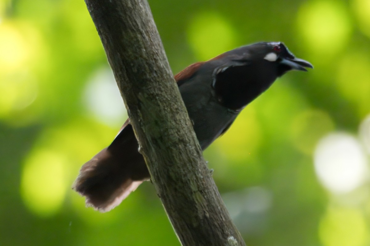 Black-throated Babbler - ML622673394