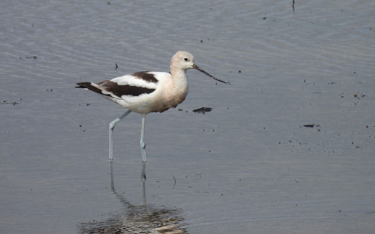 tenkozobec americký - ML622673417