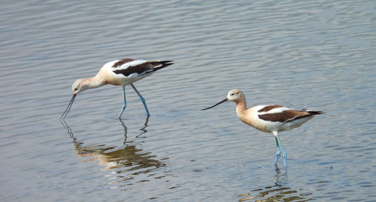 tenkozobec americký - ML622673418