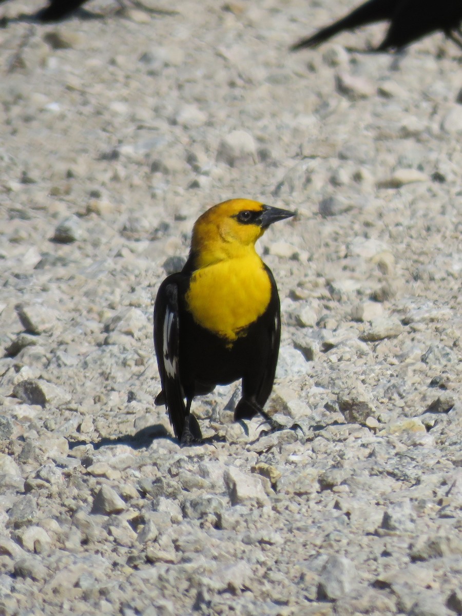 Yellow-headed Blackbird - ML622673453
