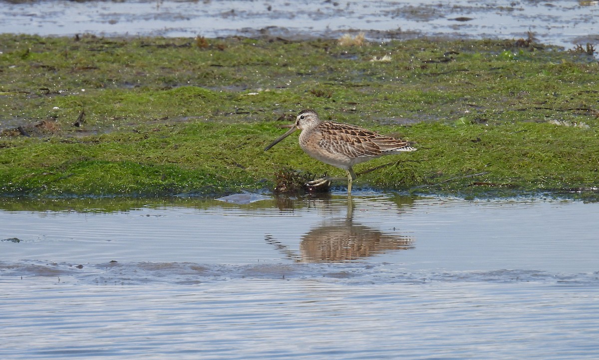 slukovec krátkozobý - ML622673463