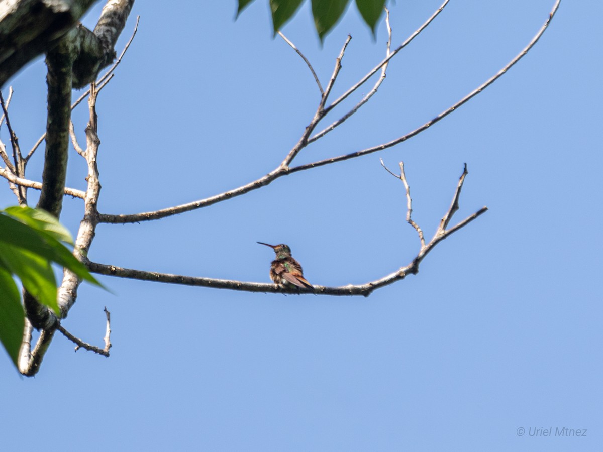 Rufous-tailed Hummingbird - ML622673469
