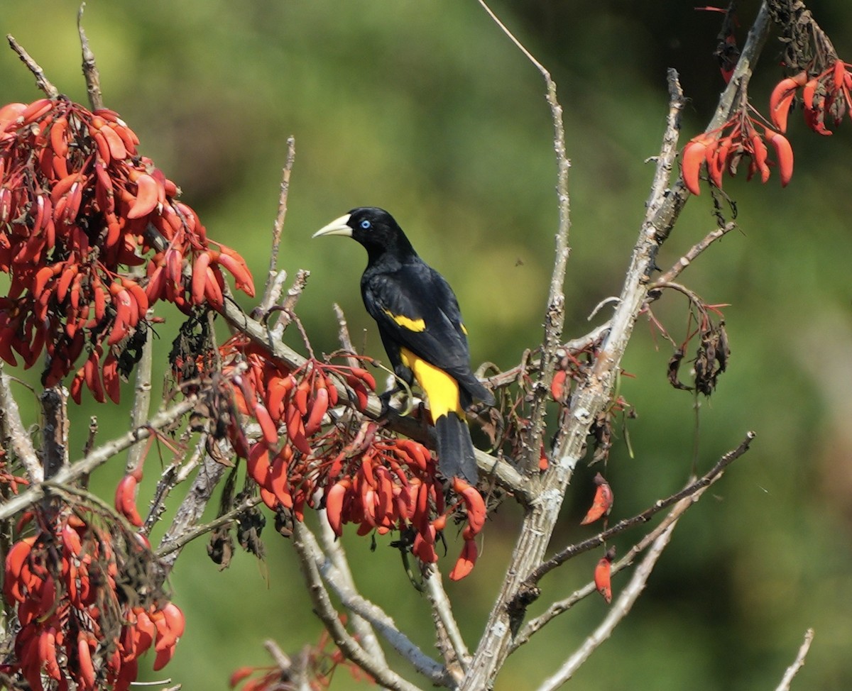 Yellow-rumped Cacique - ML622673472