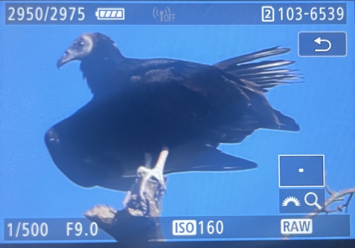 Turkey Vulture - ML622673475