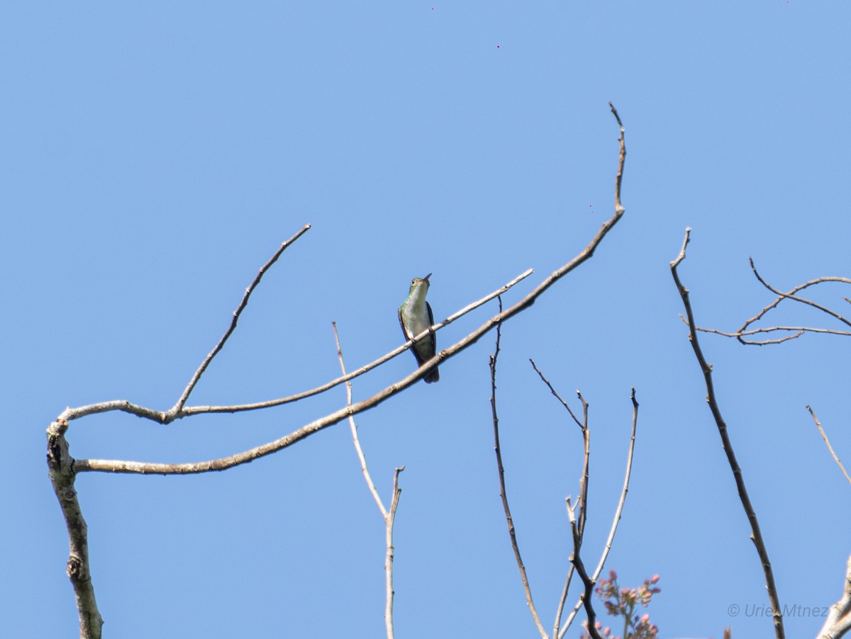 White-bellied Emerald - ML622673477