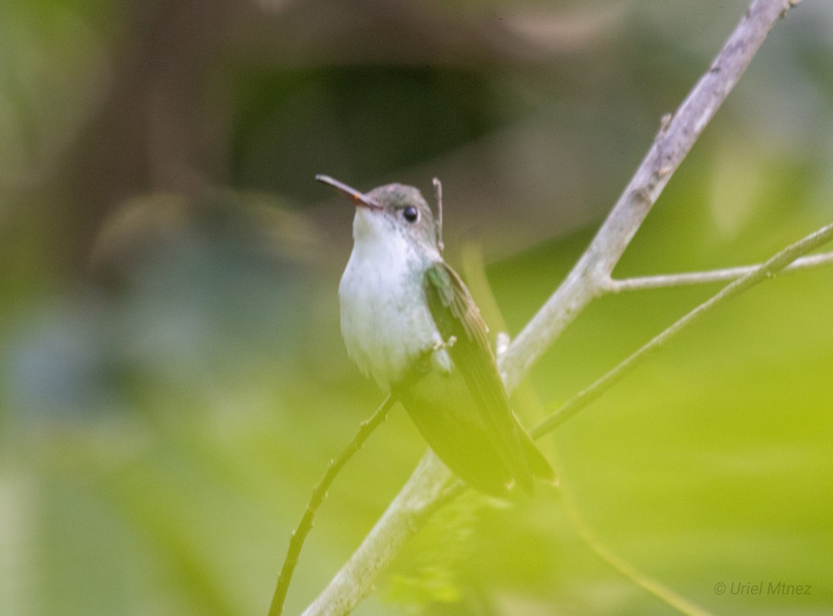 White-bellied Emerald - ML622673480