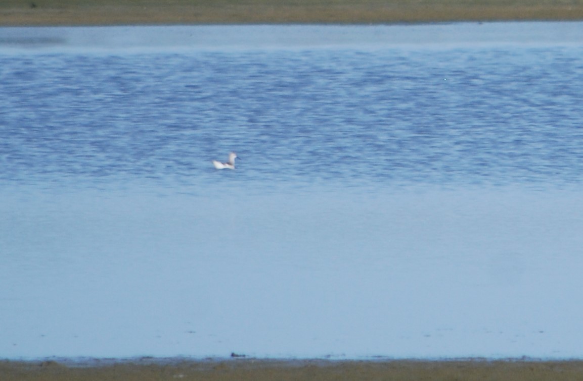 Wilson's Phalarope - ML622673497