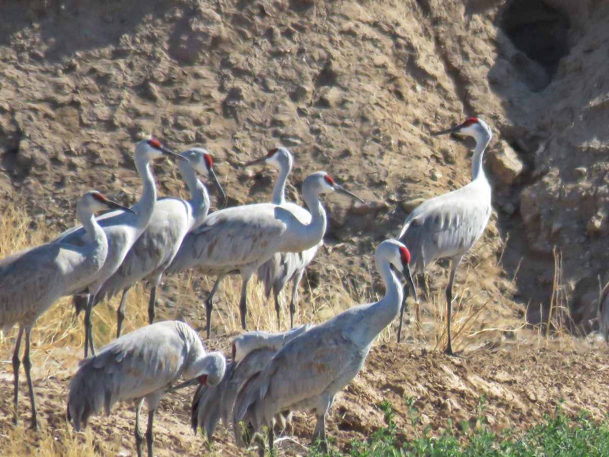 Sandhill Crane - ML622673510