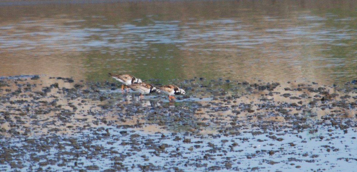 Ruddy Turnstone - ML622673511