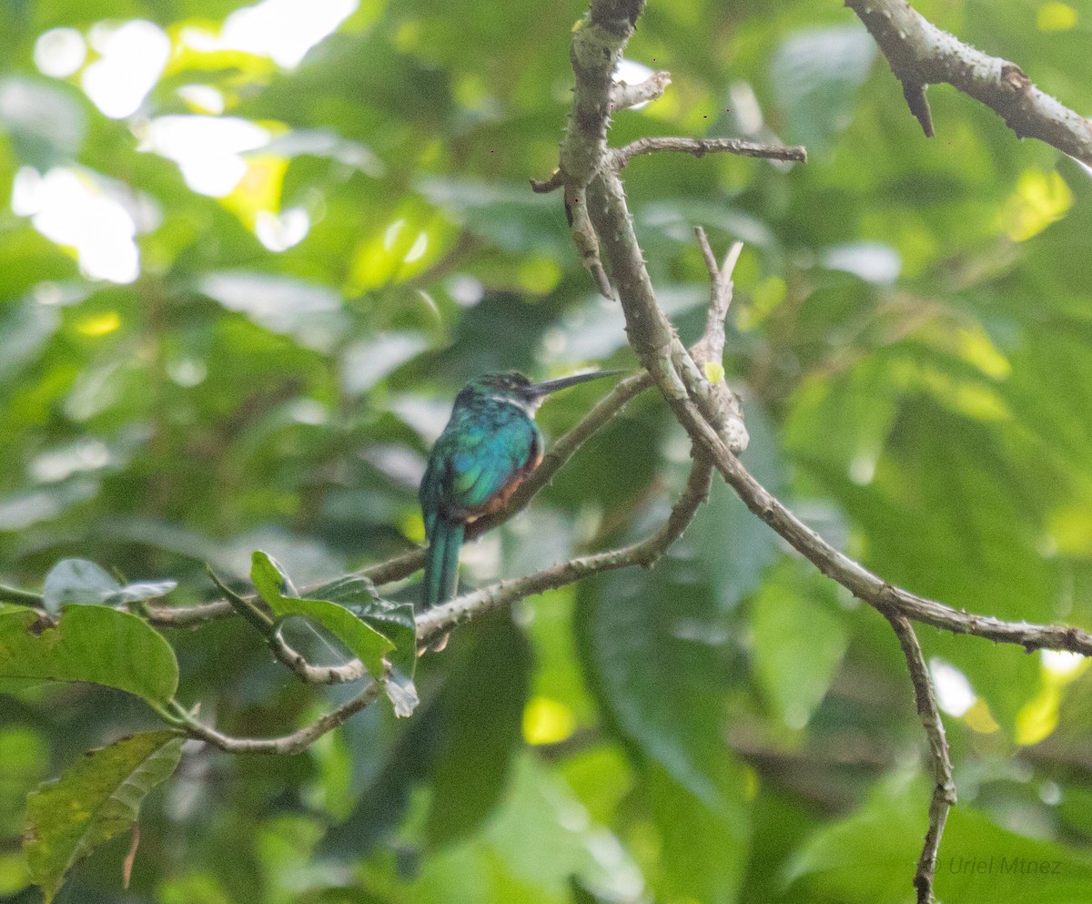 Rufous-tailed Jacamar - ML622673512