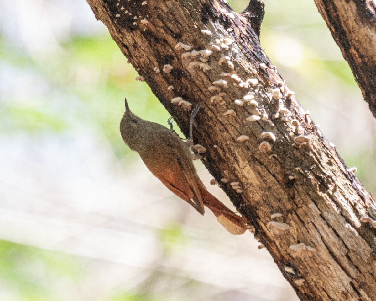 Olivaceous Woodcreeper - ML622673547