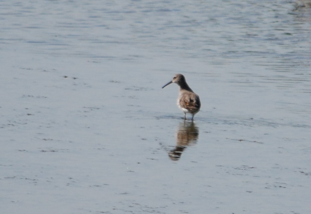 Bindenstrandläufer - ML622673549