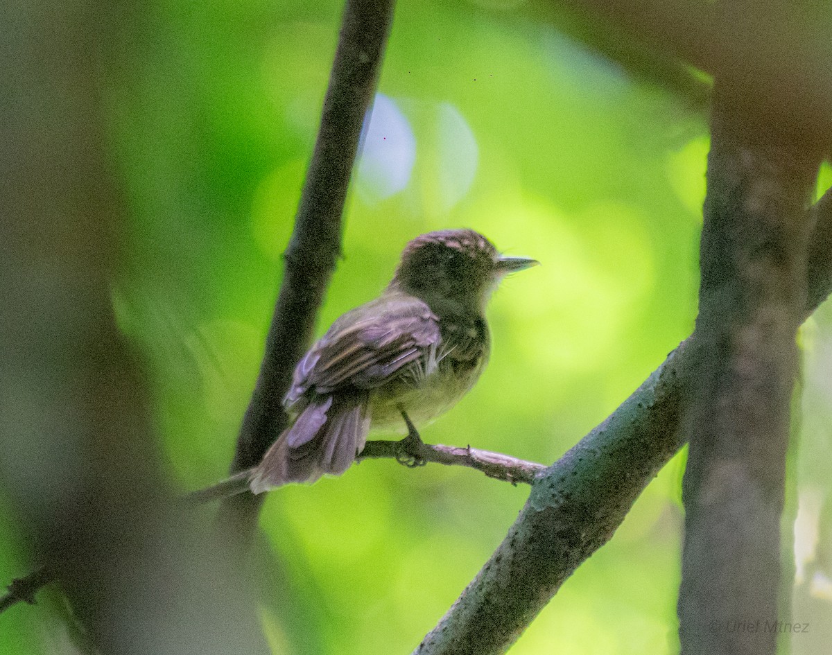Sepia-capped Flycatcher - ML622673579