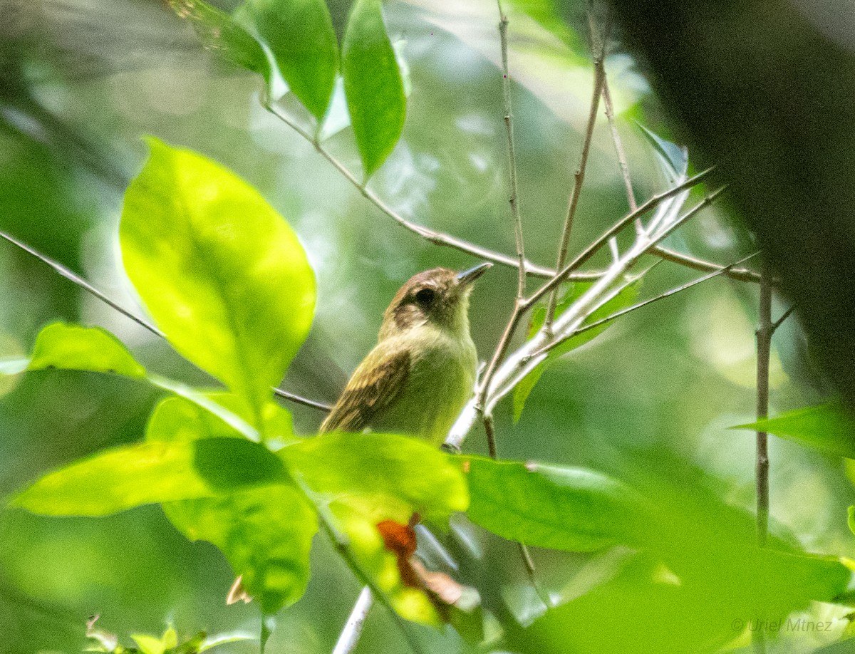 Sepia-capped Flycatcher - ML622673580