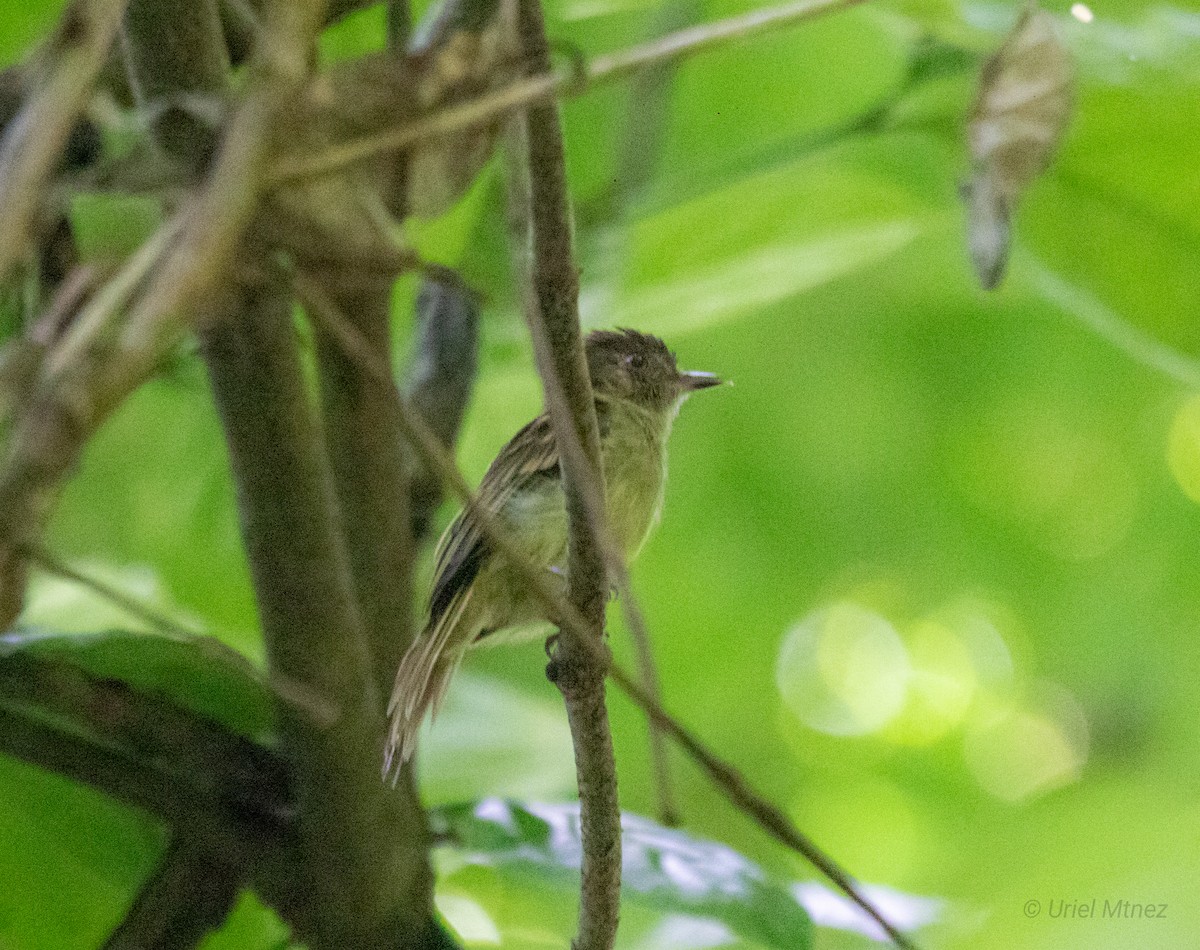 Sepia-capped Flycatcher - ML622673581
