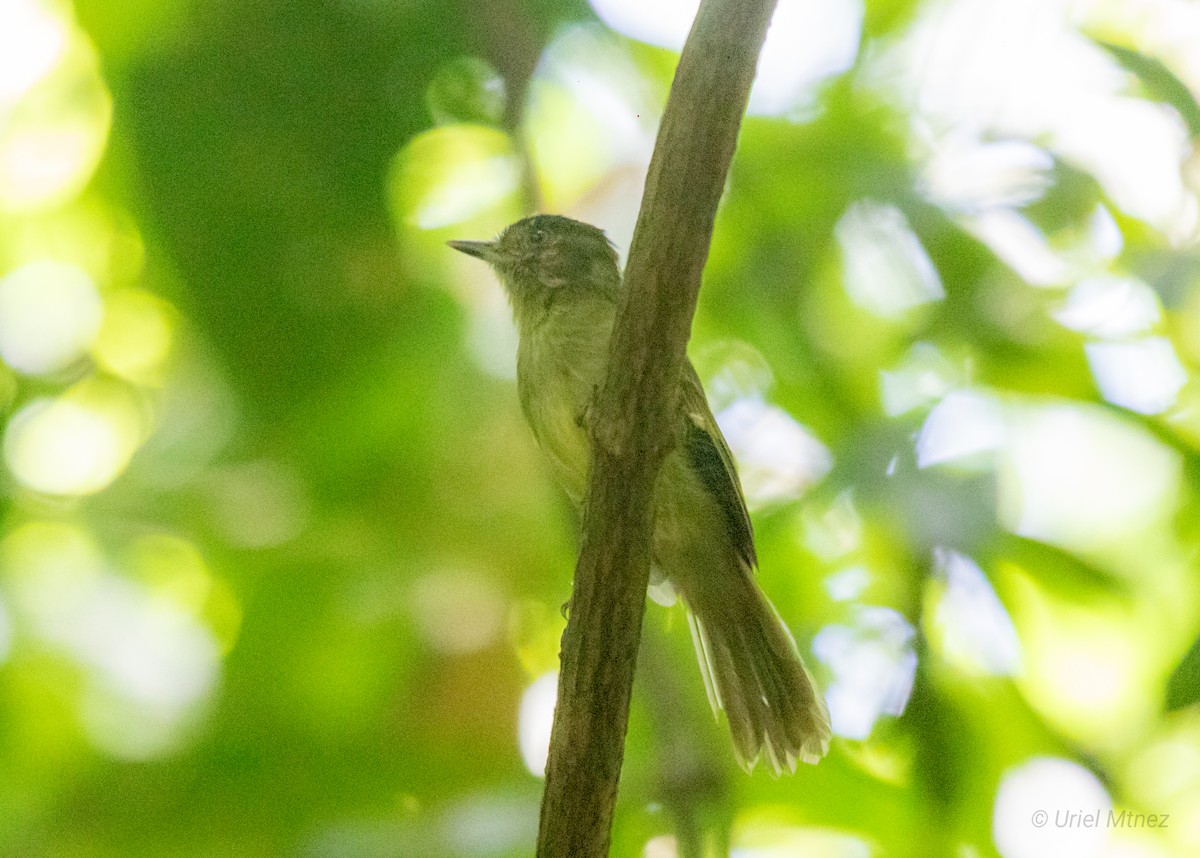 Sepia-capped Flycatcher - ML622673582