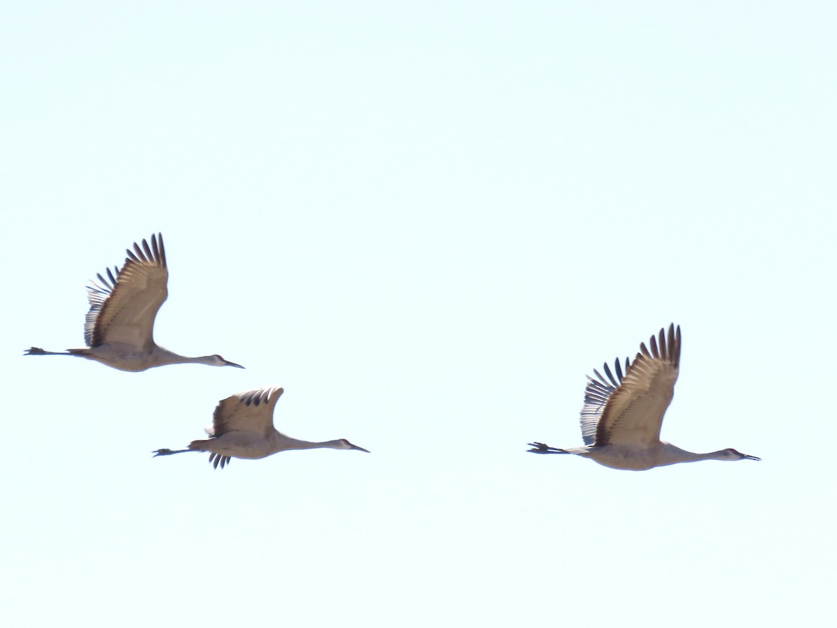 Sandhill Crane - ML622673587