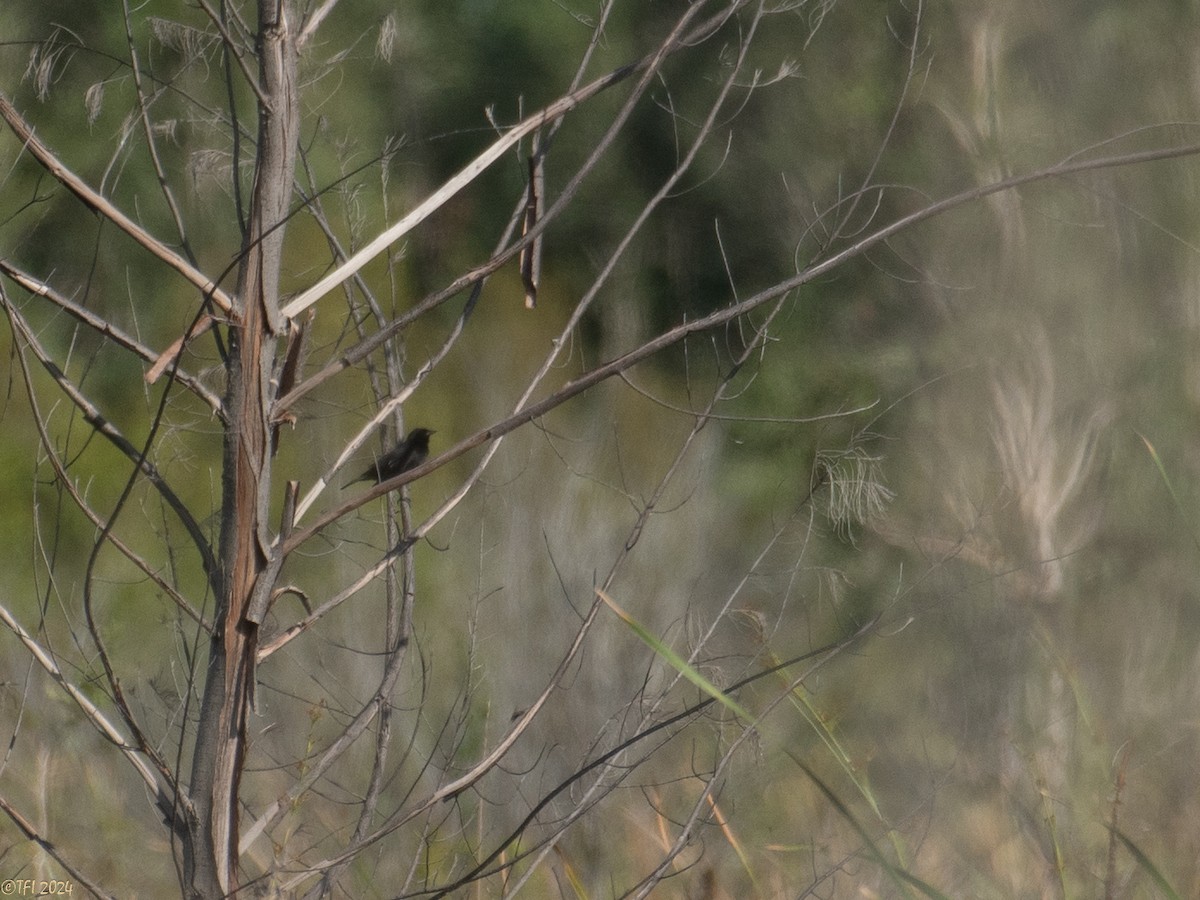 Red-shouldered Blackbird - ML622673593