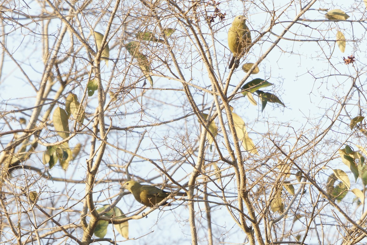 Palm Tanager - Martjan Lammertink