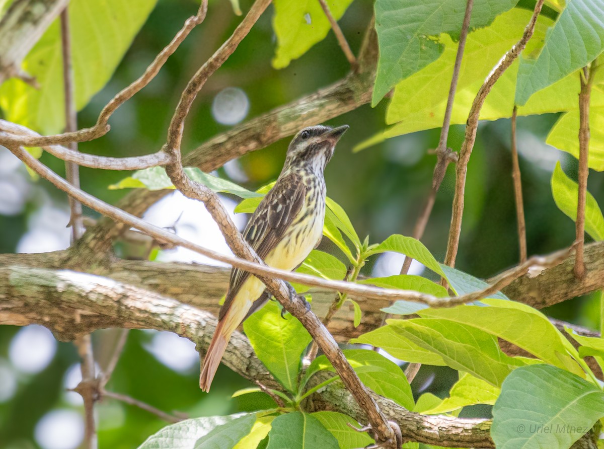 Sulphur-bellied Flycatcher - ML622673630