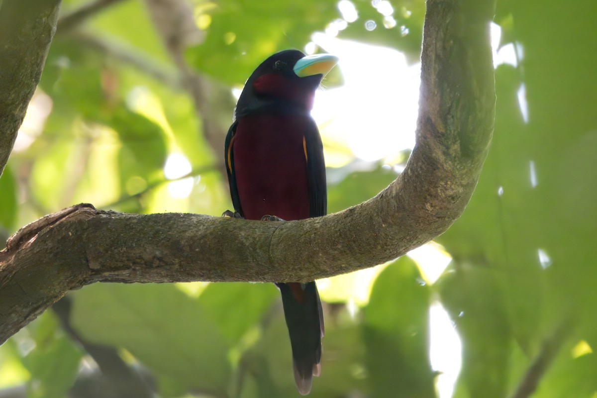 Black-and-red Broadbill - ML622673634