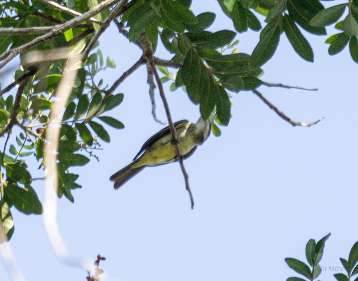 Piratic Flycatcher - ML622673638