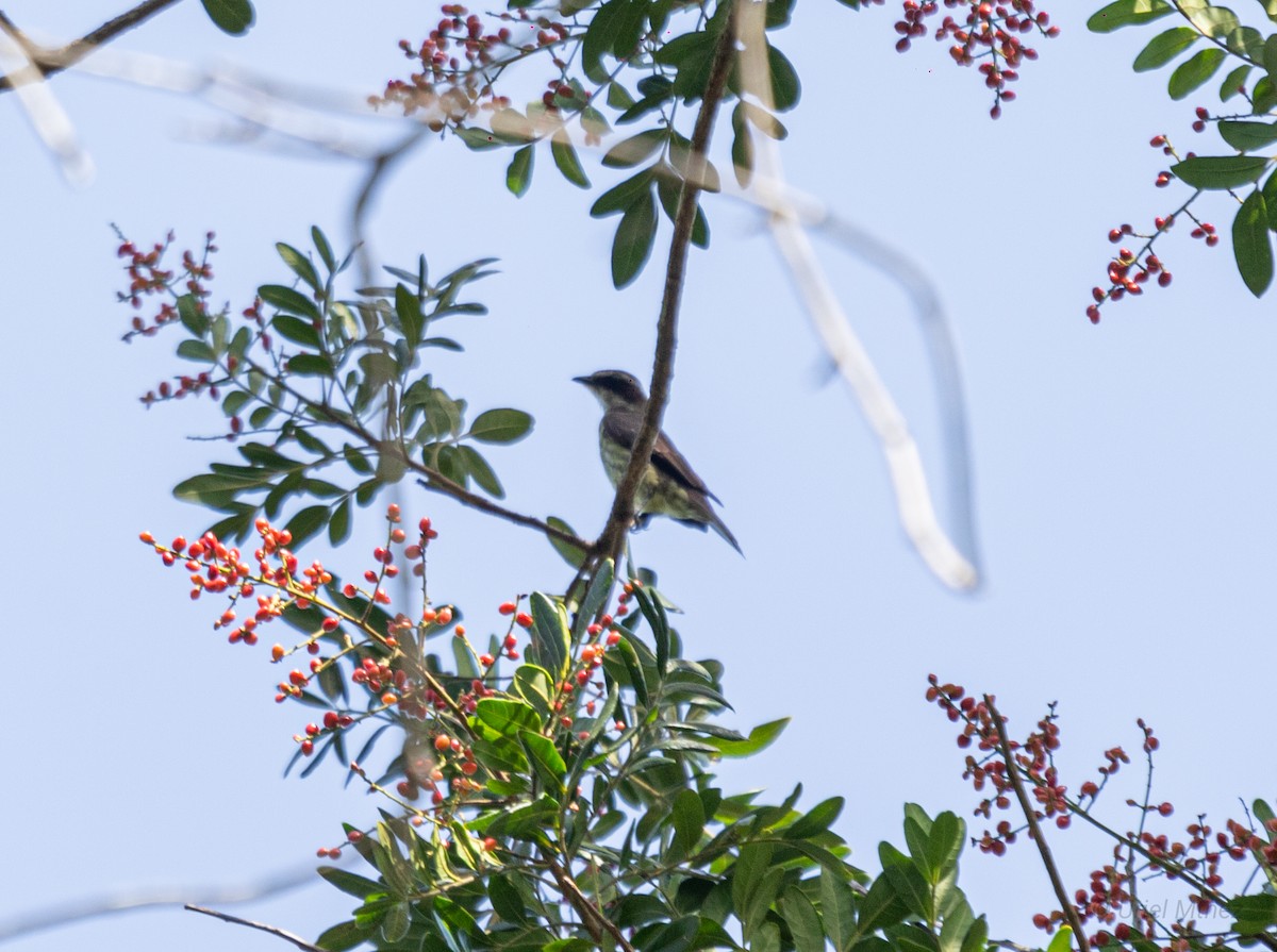 Piratic Flycatcher - ML622673639
