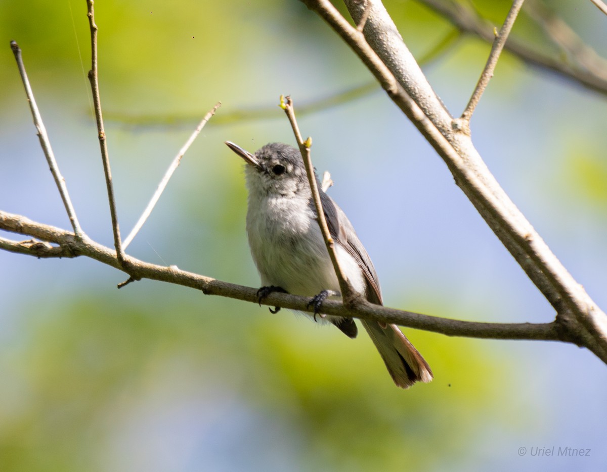 White-browed Gnatcatcher - ML622673650