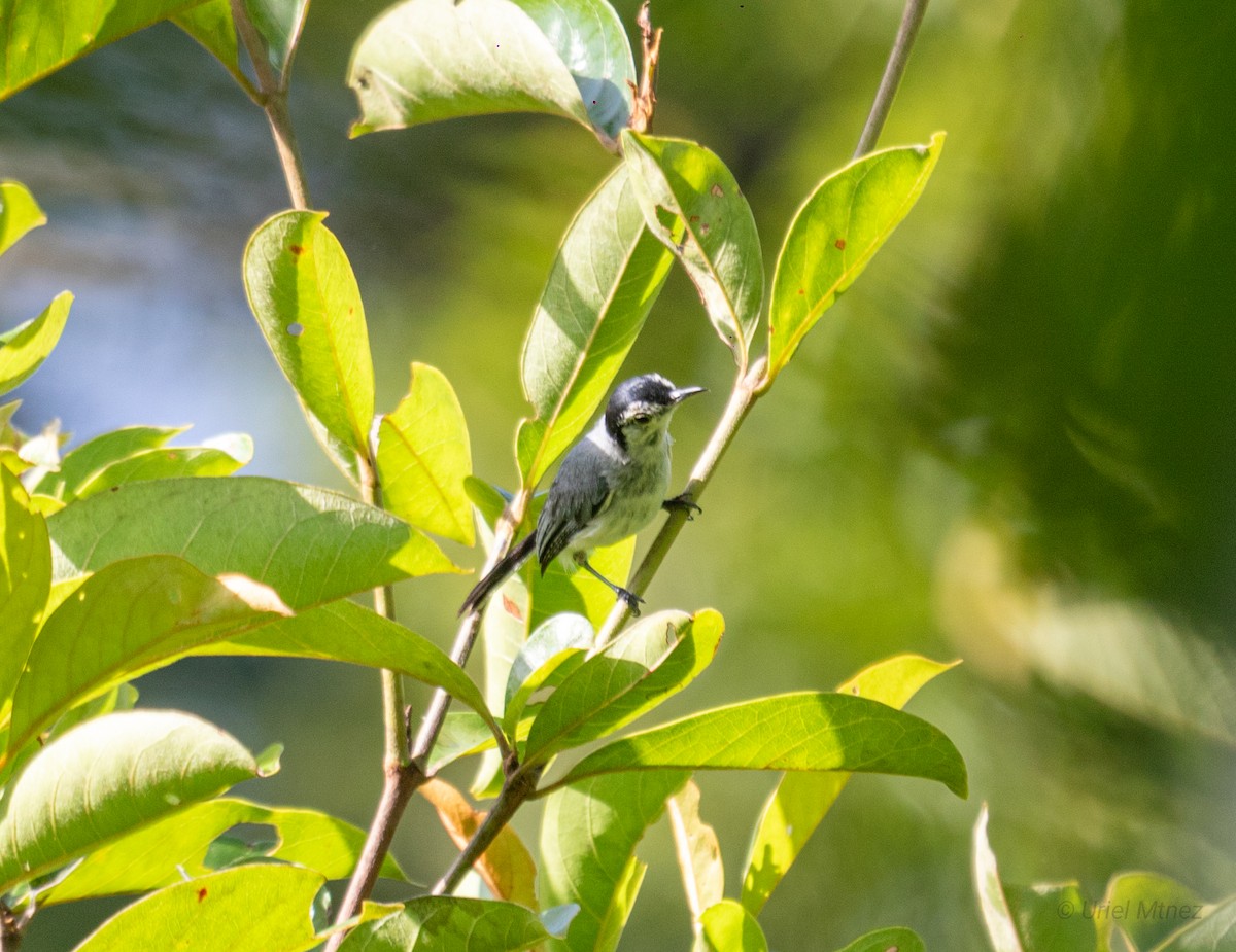 White-browed Gnatcatcher - ML622673651