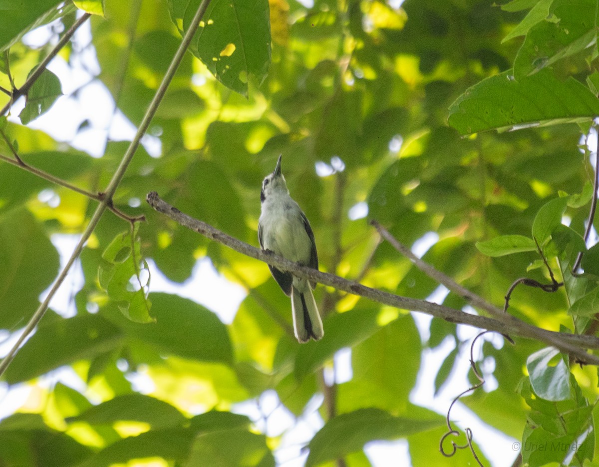 White-browed Gnatcatcher - ML622673653