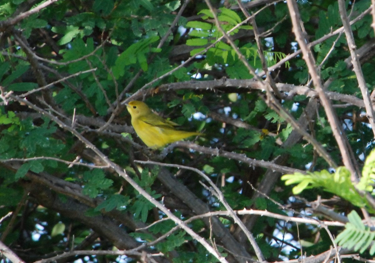 Yellow Warbler - ML622673655