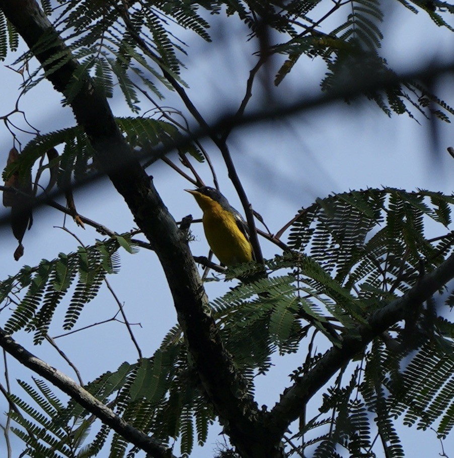 Tropical Parula - ML622673682