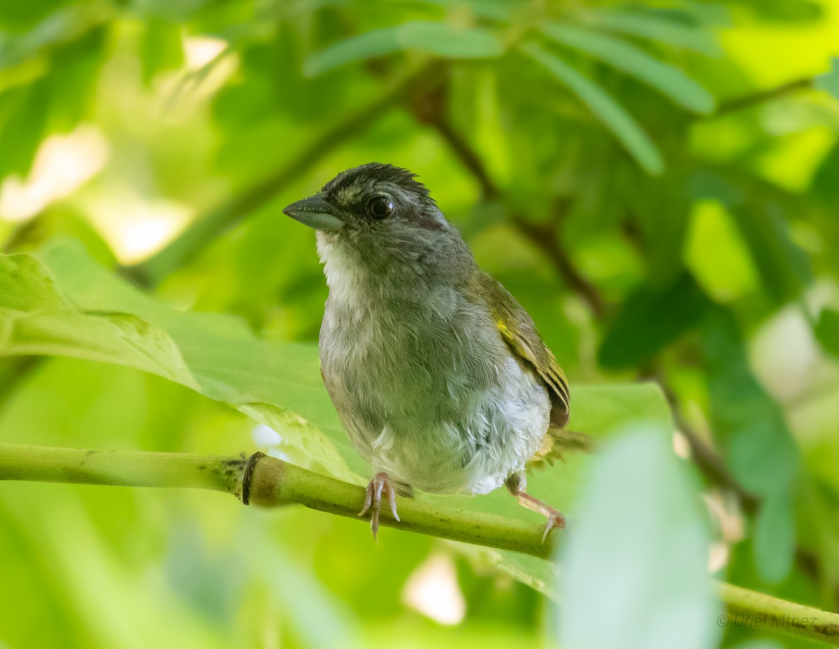 Green-backed Sparrow - ML622673714