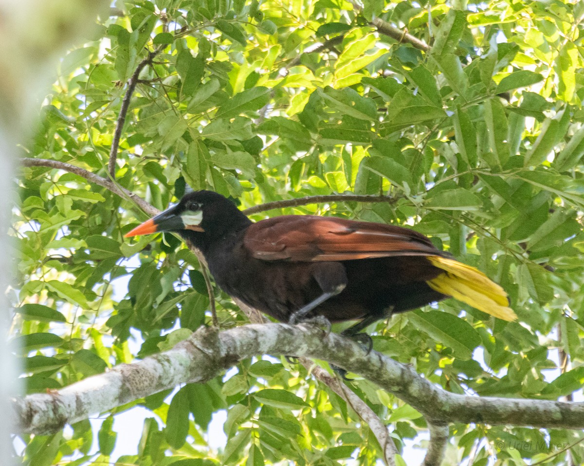 Montezuma Oropendola - ML622673724