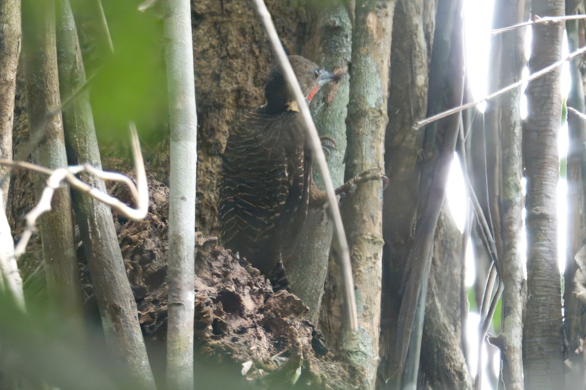 Buff-necked Woodpecker - ML622673728