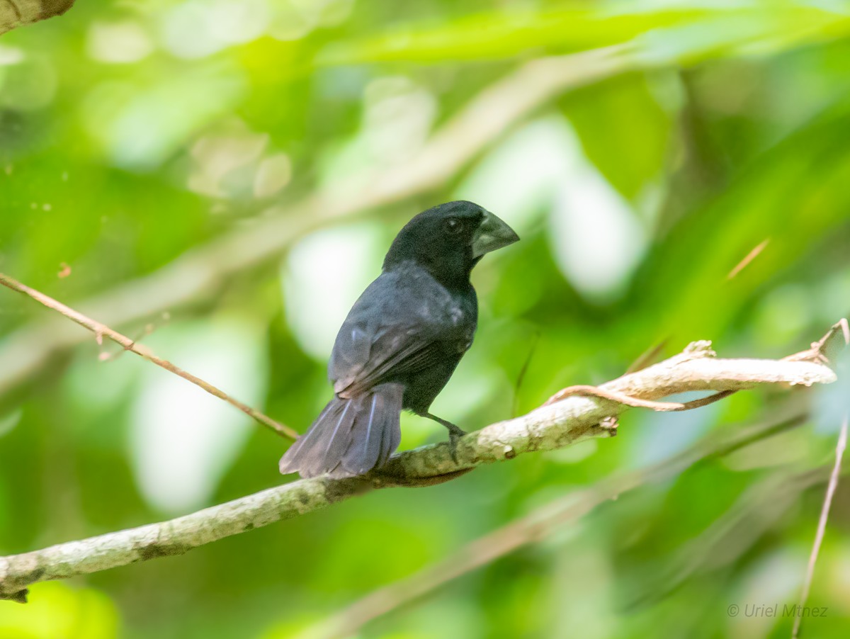 Blue-black Grosbeak - ML622673740