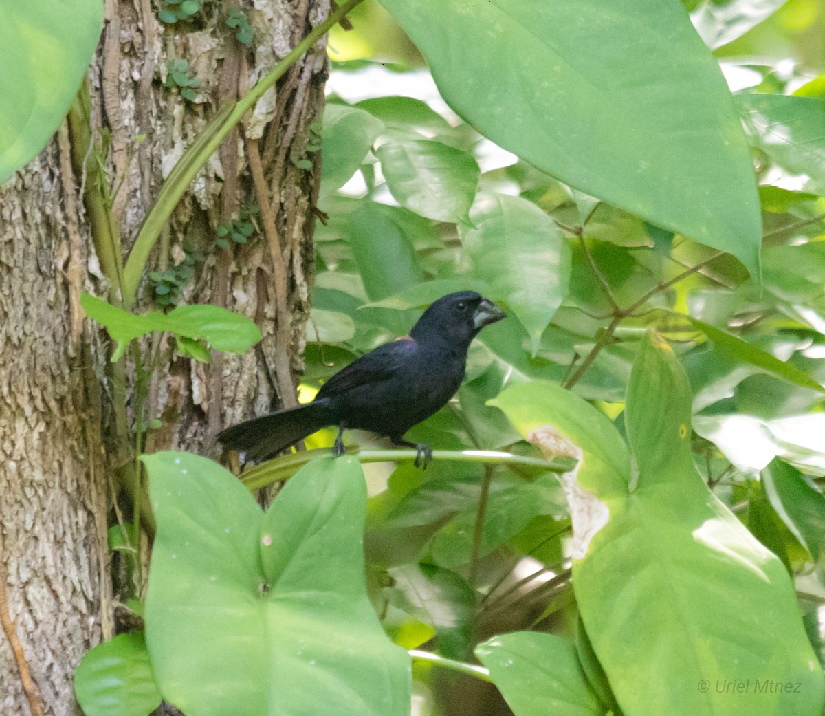 Blue-black Grosbeak - ML622673741