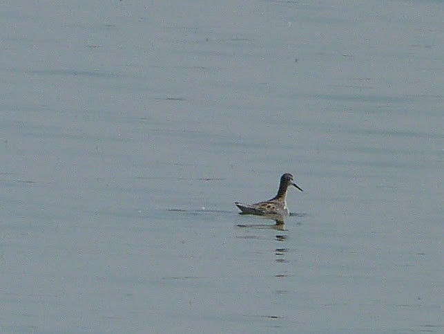 Wilson's Phalarope - ML622673742