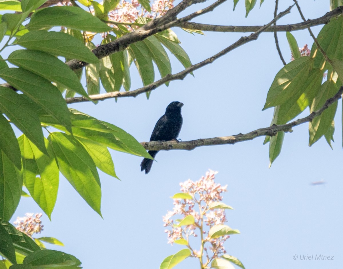 Variable Seedeater - ML622673749