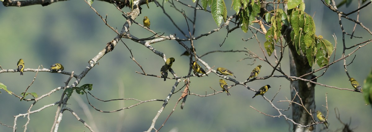 Hooded Siskin - ML622673798