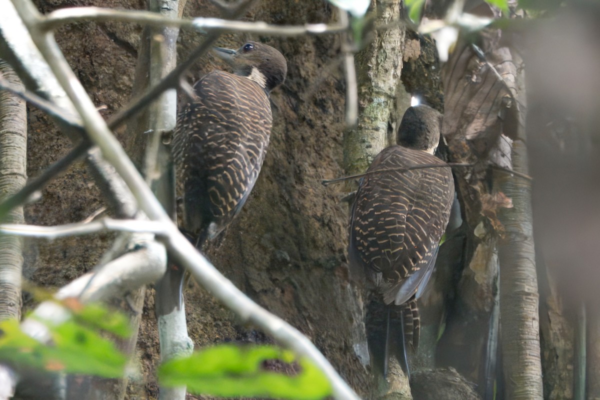 Buff-necked Woodpecker - ML622673805