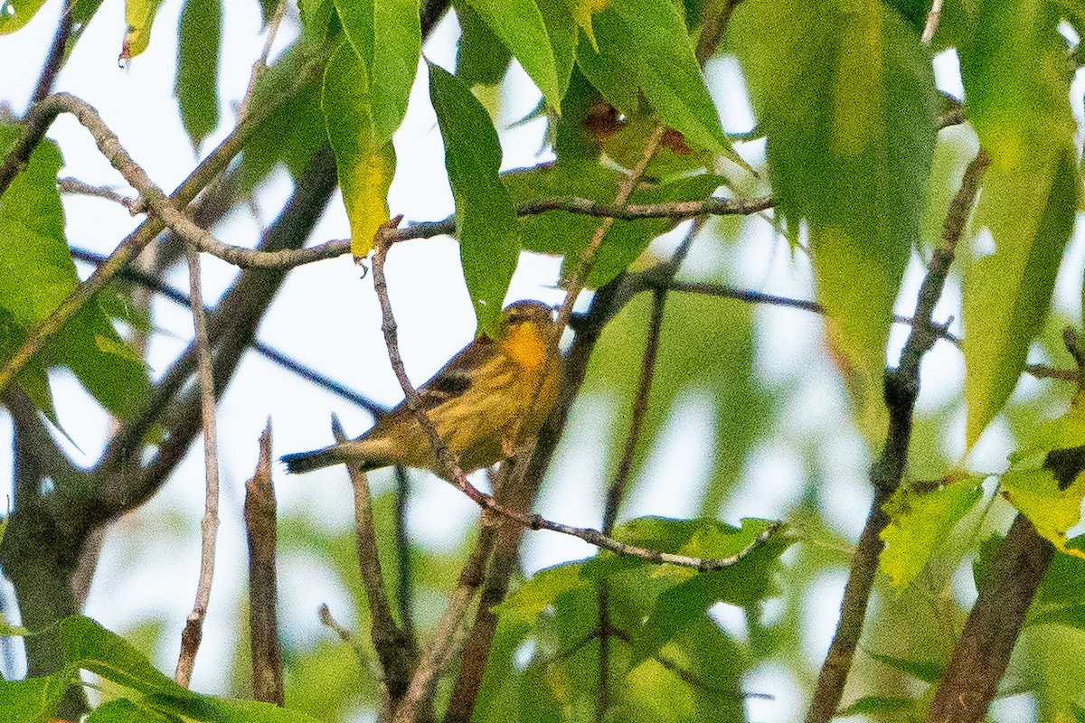 Blackburnian Warbler - ML622673818