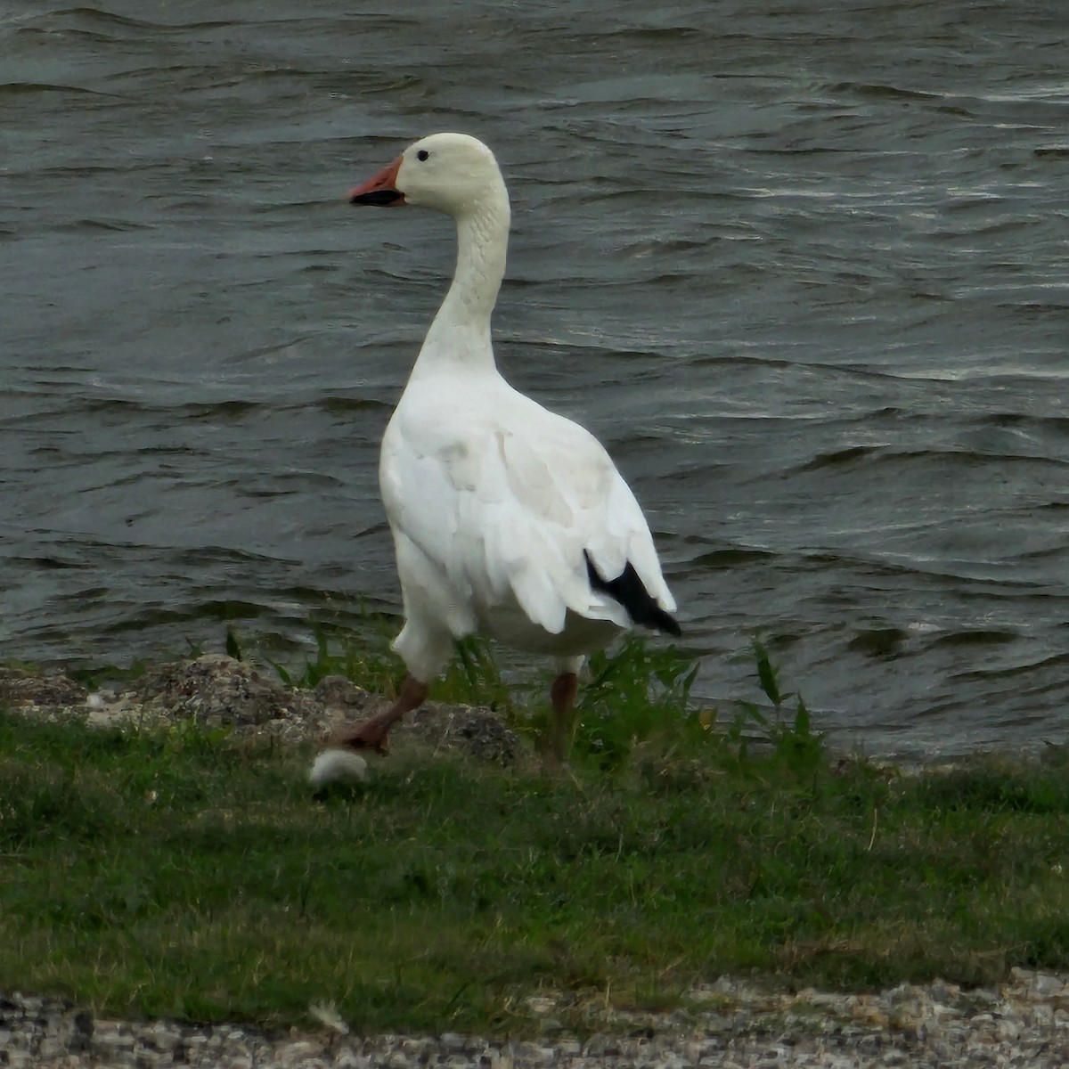 Snow Goose - ML622673862