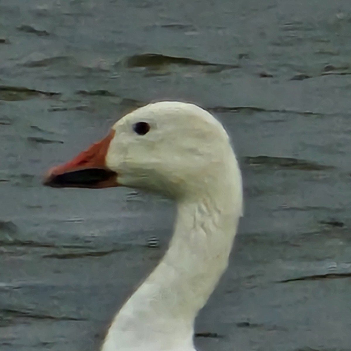 Snow Goose - ML622673864