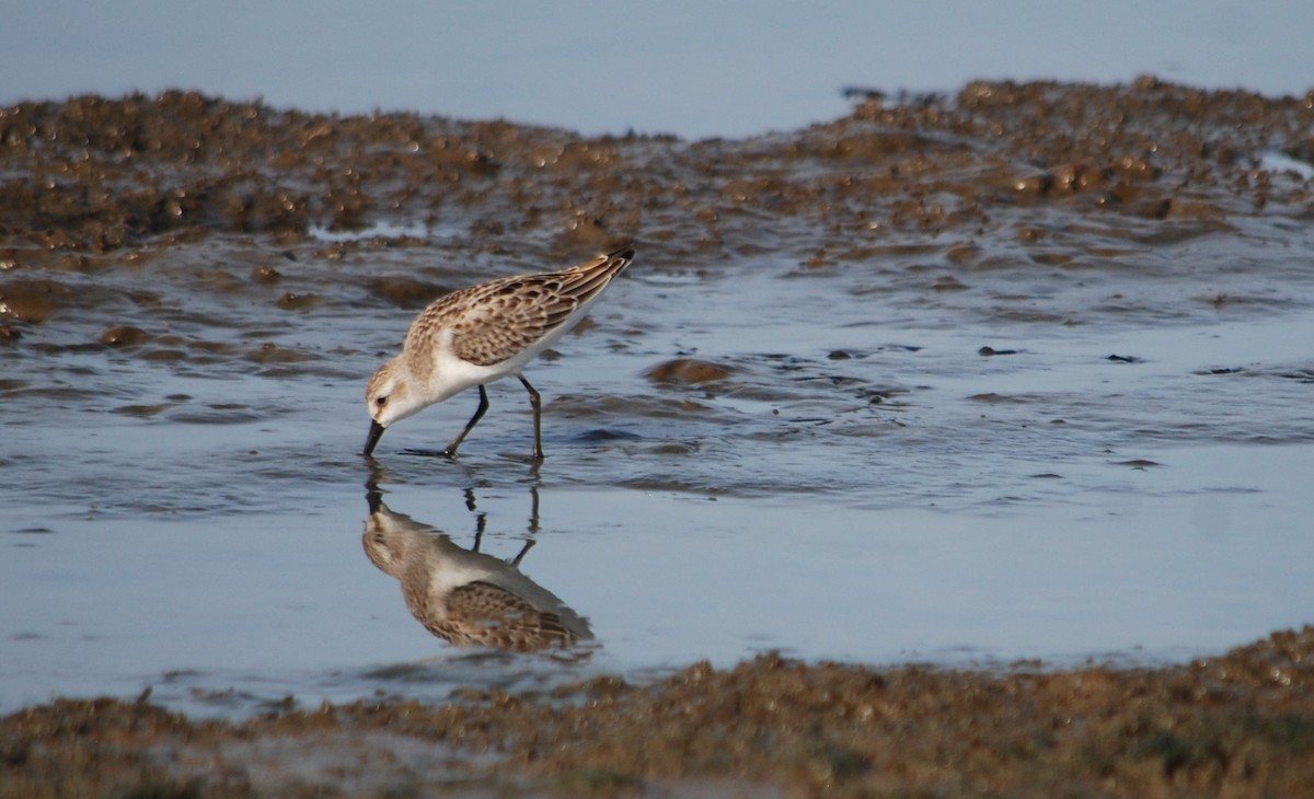 Semipalmated Sandpiper - ML622673881