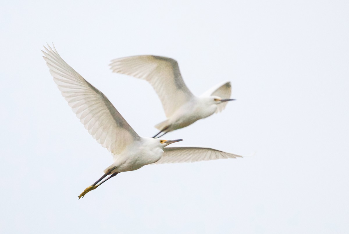 Snowy Egret - ML622673885